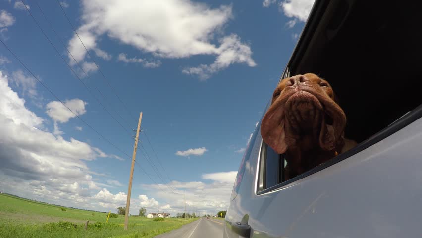 hilarious dog mastiff jowls flapping in the wind car ride   Royalty-Free Stock Footage #30043204