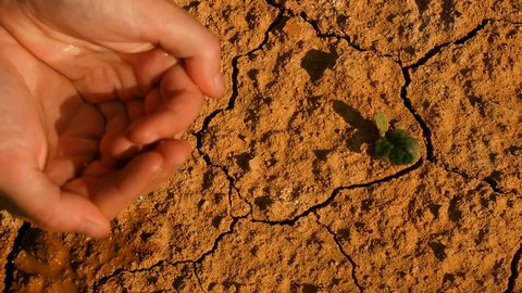 Extreme Heat Drought Lack Of Water Drying Plant Desert. Drought Anticyclone Global Warming. Plants And Nature Dying, spring season. Weather Phenomenon Extreme Heat And Drought. Level of fresh water.