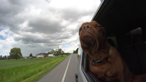 adventurous french mastiff jowls flapping car ride  
