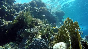 Coral reef. The marine life of tropical fish. Video under water.