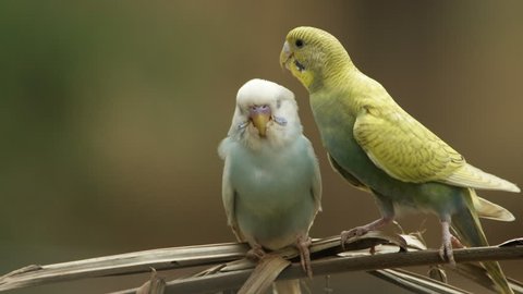 Pair of love parakeets (Melopsittacus undulatus) in natural scenes.