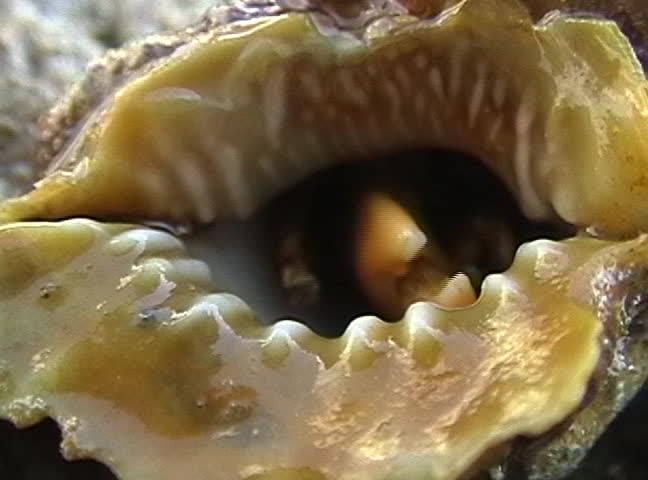 Hermit crab