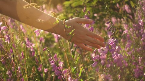 A woman's hand spends through the flowering bells and dry high grass in summer in a field at sunset, slow motion