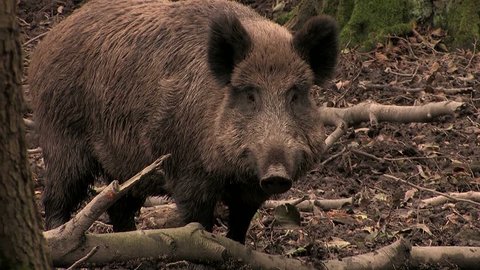 Wild boar watching closely - wildlife

