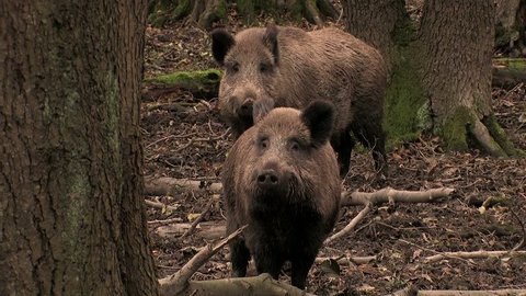 Wild boar watching closely - wildlife
