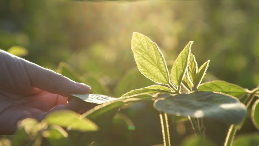 Green leaves of soy bean in hand. Slow motion Royalty-Free Stock Footage #30066937