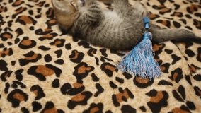 Closeup of cute funny small two months old kitten playing toy while laying on sofa. Real time full hd video footage.