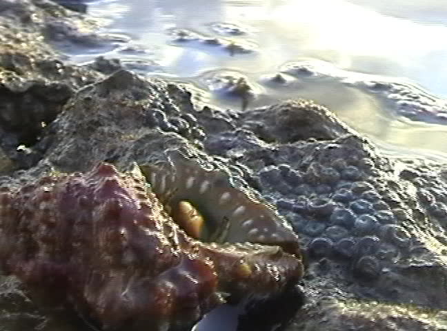 Hermit crab