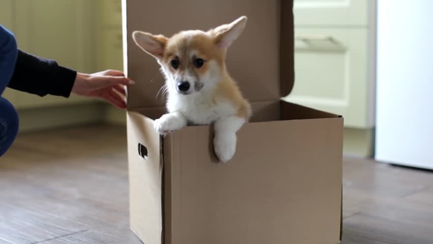 corgi subscription box