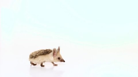 Little long-haired hedgehog (lat. Hemiechinus auritus) moves in the foreground isolated on white background.