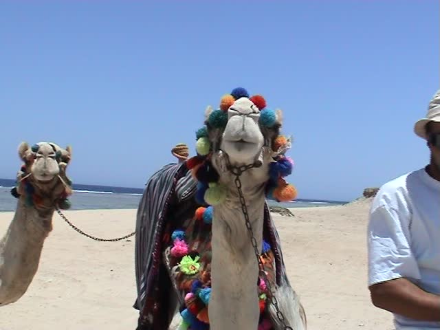 Camel in the desert