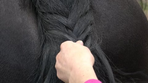 Friesian horse tail with braid. Close up of female hands grooming horse on the ranch. 
