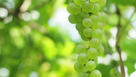 Green grapes on vine: film stockowy