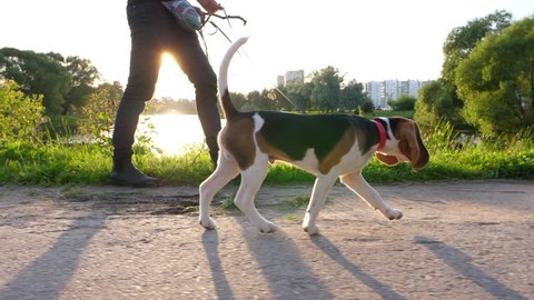 Pretty young beagle dog walk on leash at city park, sunny evening, slow motion shot. Man go at pathway side, doggy jog on road with tail in air. Puppy sniff ground then go to owner