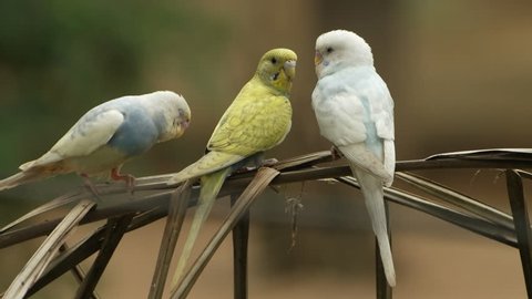 parakeets (Melopsittacus undulatus) family in natural scenes.