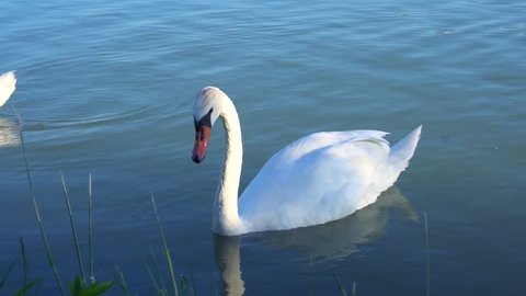 Beautiful white swan with red beak swimming in lake. Wild animal eats grass and drinks clean water. Concept of clean rivers and save places for animals. 