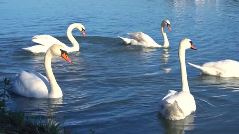 Flock of swans swimming, put heads in water and looking for fish in river. Animals arrived closer to shore to fish. Concept of wildlife swans in parks.