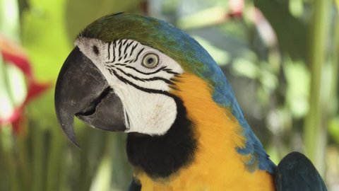 Blue Yellow color Macaw Parrot on the tree, close up