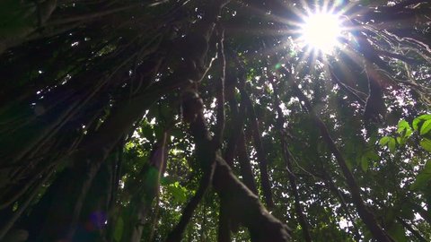 LOW ANGLE VIEW, CLOSE UP: Rooted woody climbing plants creeping up the trunk to reach sunlight. Sunbeams penetrating lush green canopy in primeval rainforest. Jungle vines hanging from banyan tree