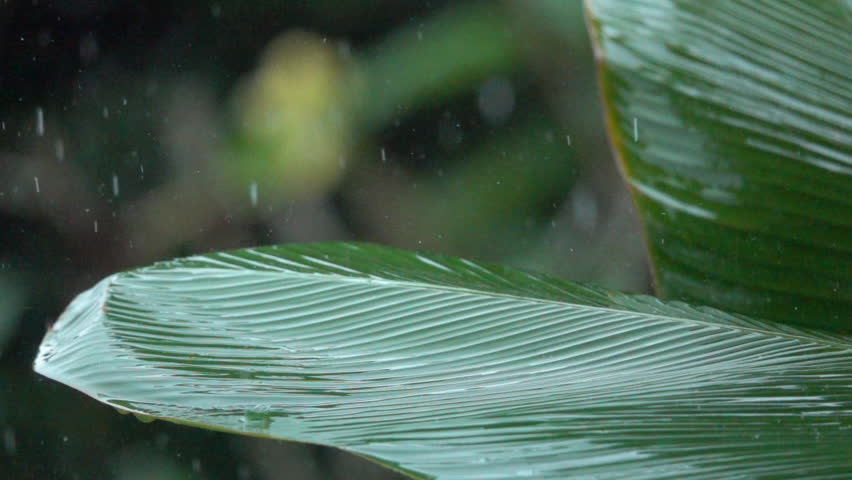 SLOW MOTION, CLOSE UP: Detail of raindrops falling down on lush green banana palm leaf during heavy summer monsoon rainfall. Waterdrops washing tree foliage. Rain pouring on green leaves in garden Royalty-Free Stock Footage #30101164