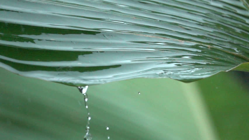 SLOW MOTION, MACRO CLOSE UP: Raindrops falling down on lush green banana palm leaf during heavy summer monsoon rainfall in rainforest. Waterdrops washing foliage. Rain pouring on green plant in garden Royalty-Free Stock Footage #30101185