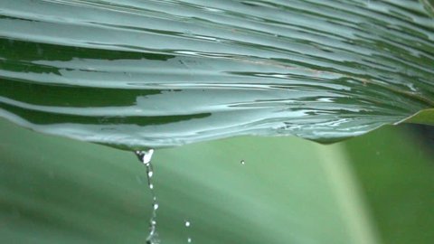 SLOW MOTION, MACRO CLOSE UP: Raindrops falling down on lush green banana palm leaf during heavy summer monsoon rainfall in rainforest. Waterdrops washing foliage. Rain pouring on green plant in garden