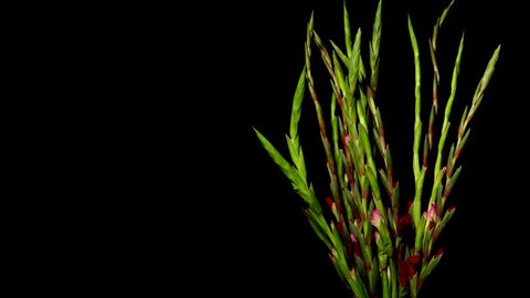 Time lapse of red and pink Gladiolus flowers blooming. Studio shot over black.