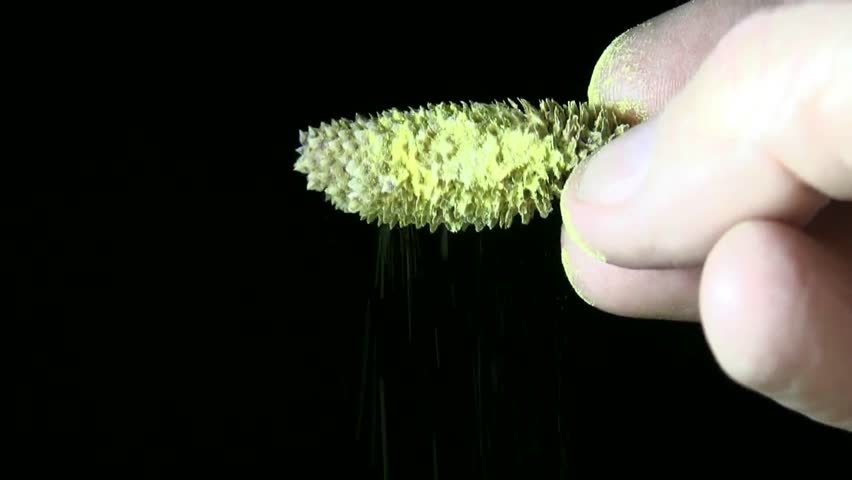 tree pollen, pollination