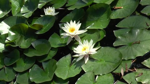 Video clip of white lotus in garden pond