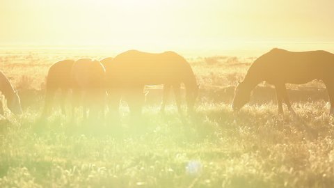 Horse herd grazing through a field of golden sunshine along the pony express route.