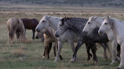 Group of horses walking together then stopping at the same time in slow motion.