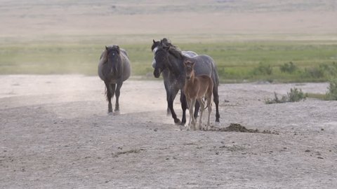 Horse running past others then stomping the ground near pond in the desert.