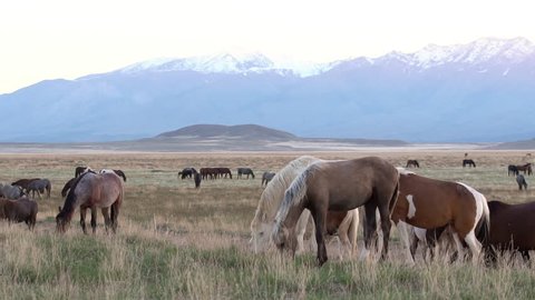 Horses grazing along the Pony Express route in slow motion.
