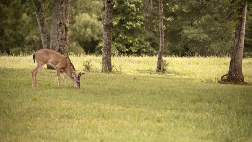 A herd of white tail deer graze in an open meadow. A doe pushes a buck away from her grazing spot.  | Shutterstock HD Video #30102955
