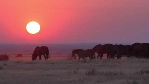 Heard of wild horses grazing as the sun sets in a smokey red landscape.