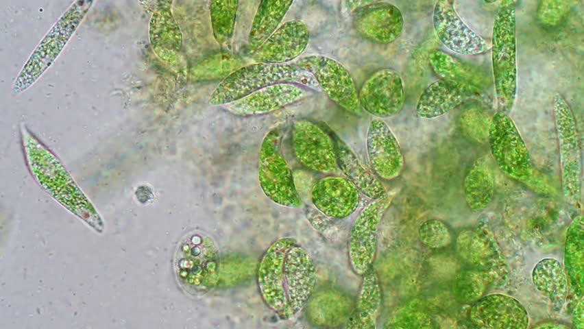 ALGAL Footage, Videos and Clips in HD and 4K - Avopix.com