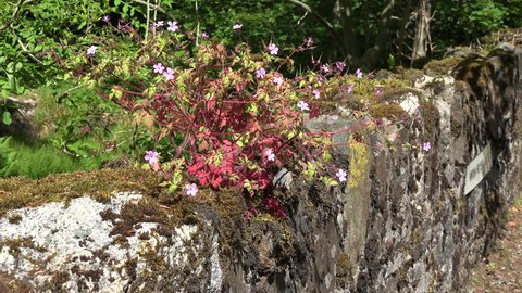 A flowering plant grows on a stone wall.