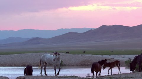 Wild horses around water hole on Pony Express Route at sunrise in Utah
