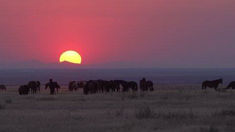 Wild horses walking through a desert landscape during smokey sunset in Utah