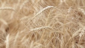Yellow ears wheat sway in the wind, the background field of ripe ears of wheat, Harvest, Wheat growing on field, video, Close-up