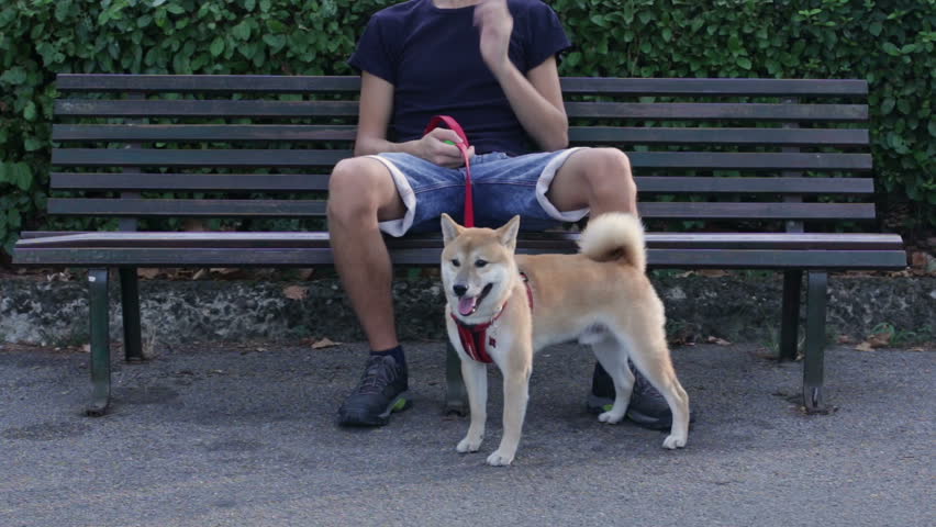 Young man with Shiba inu dog in the park