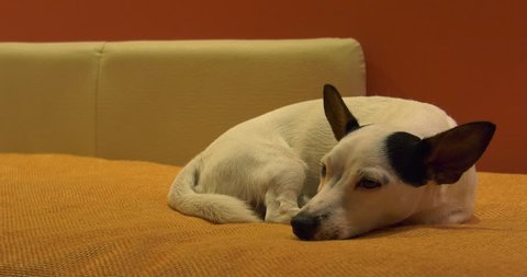 Jack russell on the bed
