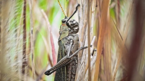 A close up look of a locust insect standing in tall grass out on the wilderness.