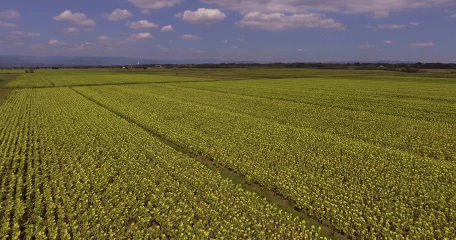 Aerial, beautiful sunflower fields by day