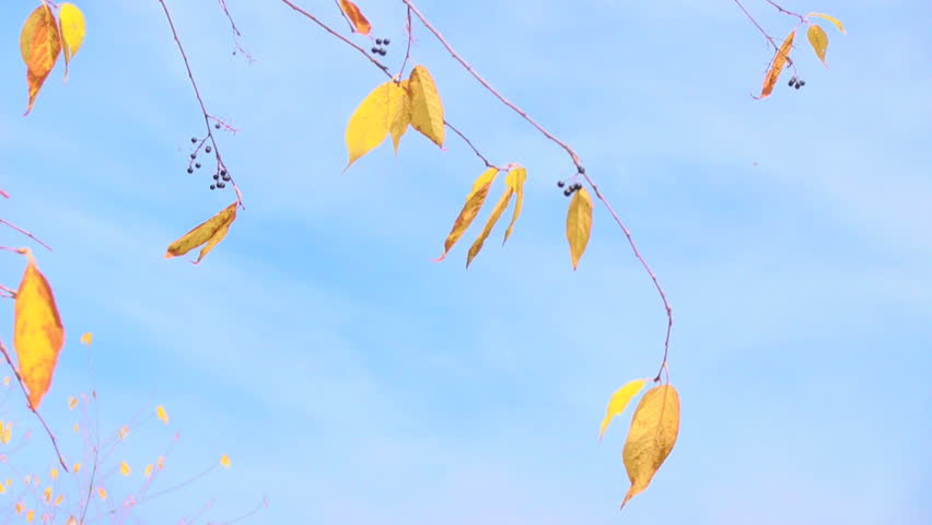 branch with yellow leaves on cloudy sky