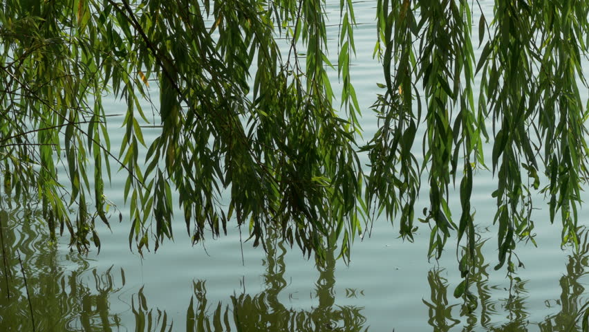 Текст лето 1 класс река ива. Ветка в воде. Ива акварелью. Три ивы опустили ветви прямо в реку. Ива у водоема.