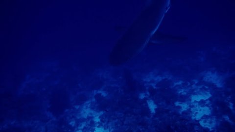 A large grey shark in the deep blue of the coral sea. Australia.