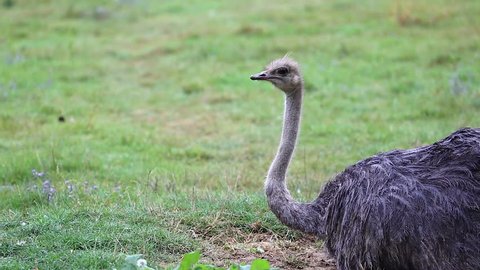 Female Ostrich (common Ostrich) Sitting On Eggs Under the Rain
