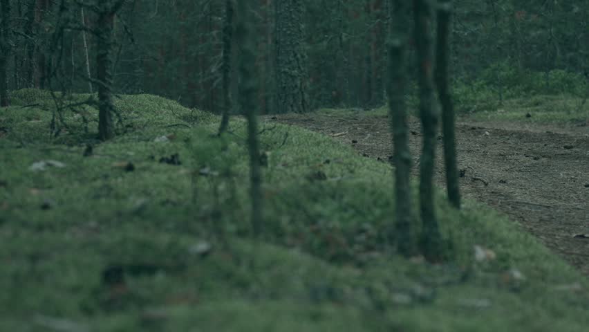 Young man riding bicycle in dry pine forest in evening, horizontal dolly transition