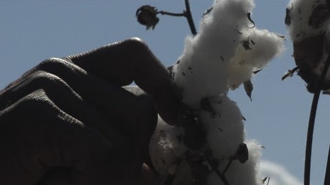 VIRGINIA - 2016. Re-enactment recreation of 1700-1800s Southern American Slavery, slave era. Enslaved African-American. Picking cotton in field, laboring in bondage, tattered clothing, Field slave.
